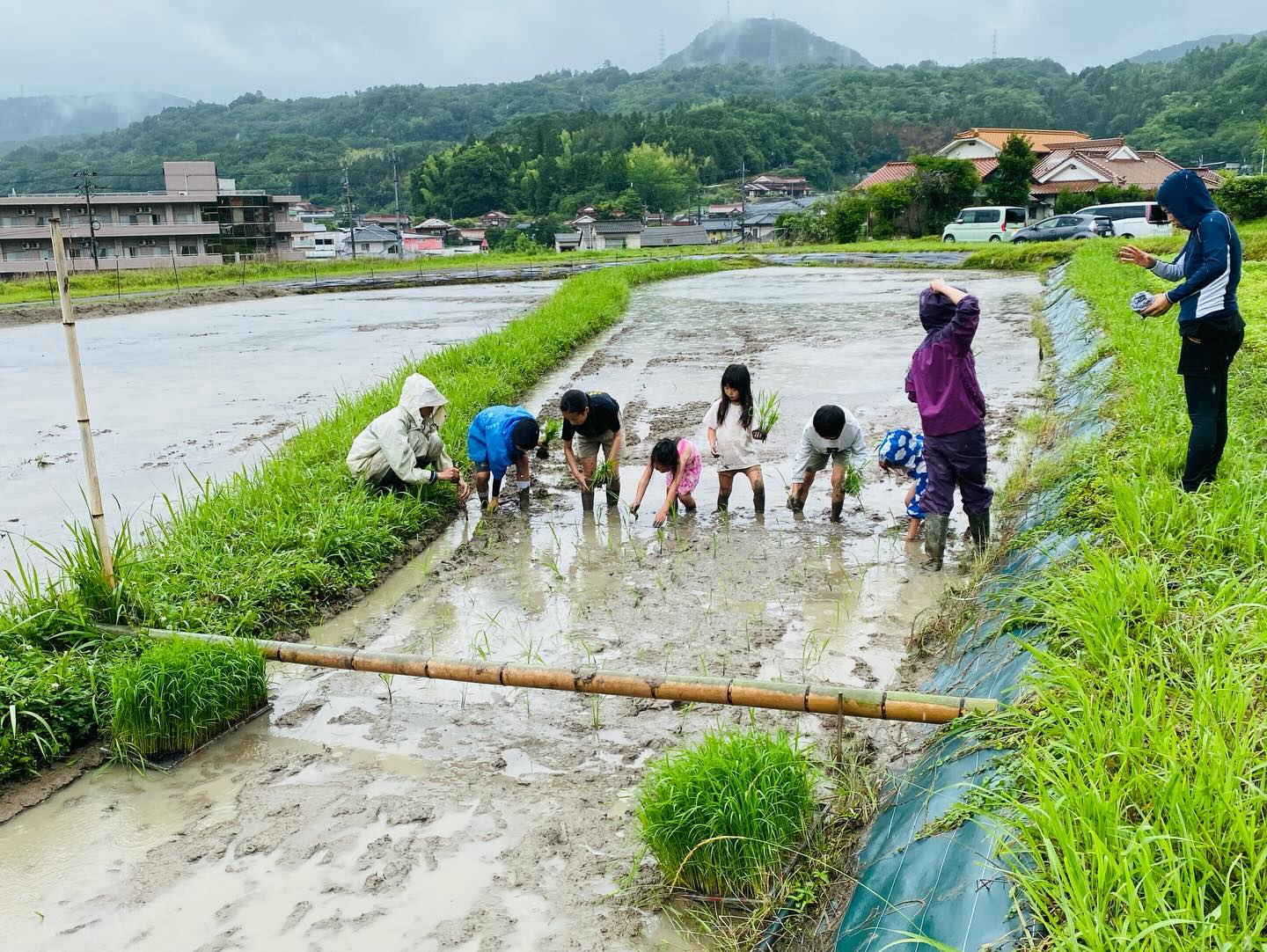 雨の日の広島の田んぼで、子どもたちと参加者が田植えをしている。